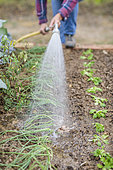 Woman watering freshly transplanted vegetables in a small garden.