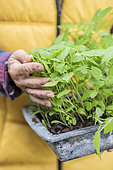 Woman holding a terrine of dahlia seedlings, ready to be transplanted.