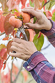 Harvesting persimmons in autumn