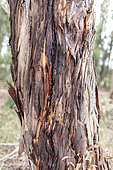 Eucalyptus trunk attacked by the eucalyptus longhorn (Phoracantha semipunctata), an invasive cerambycid. Perpignan, Pyrénées Orientales, France.