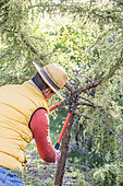 Homme éclaircissant la ramure d'un conifère (genévrier) : suppression d'une branche surnuméraire au niveau de la fourche.