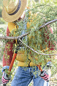 Man thinning the branch of a conifer (juniper): removal of an extra branch at the fork.
