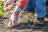 Man planting potatoes using the no-till technique. 1: Tubers are placed directly on the ground.