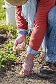 Man planting potatoes using the no-till technique. 1: Tubers are placed directly on the ground.