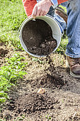 Man planting potatoes using the no-till technique. 2: Tubers are covered with a mound of compost.