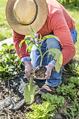 Man planting a plant of comfrey in the vegetable garden in spring. Crop protection method and forager attraction.