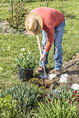 Man replacing tulips in a bed in spring: planting tulips ready to flower with their pot, to remove them more easily afterwards.