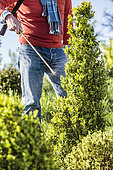 Man treating a box tree against the box tree moth by spraying a biological control agent, Bacillus