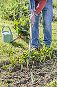 Man tending the vegetable garden, in spring. Weeding the rows.
