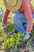 Man harvesting spinach in spring in a small vegetable garden.