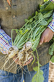Man with 'Hard White Winter' turnips, harvested in spring.