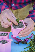 Cutting an Hartweg's beardtongue (Penstemon hartwegii) step by step. 2: Remove the leaves from the base. 4: put in individual pots.