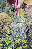 Watering of young carrots in the spring, with a sprinkler head so as not to disturb the seedlings.