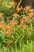 Daylily 'Autumn Red', Hemerocallis 'Autumn Red', Hybridizer : Reckamp 1976, flowers