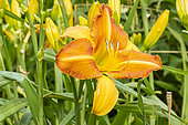 Daylily 'Treasure Shores', Hemerocallis 'Treasure Shores', Hybridizer : Wild 1976, flower