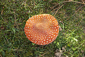Fly Agaric (Amanita muscaria), Alsace, France