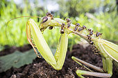 Female Praying Mantis (Mantis religiosa) eaten by Black Garden Ants (Lasius niger), Alsace, France