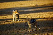 Two Black backed jackal (Canis mesomelas) standing in desert land at dawn in Kgalagadi transfrontier park, South Africa