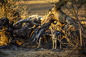 Black backed jackal (Canis mesomela) standing in front of dead tree in Kgalagadi transfrontier park, South Africa