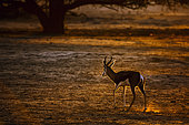 Springbok (Antidorcas marsupialis) walking front of sun at dawn in Kgalagari transfrontier park, South Africa