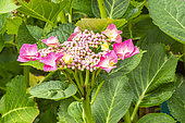 Hydrangea 'Teller Rosa', Hydrangea macrophylla 'Teller Rosa', flowers