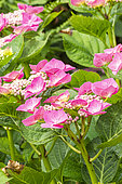 Hydrangea 'Teller Rosa', Hydrangea macrophylla 'Teller Rosa', flowers