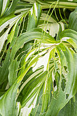 Slug damage on Plantain Lily 'Medio Variegata', Hosta undulata 'Medio Variegata'