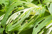 Slug damage on Plantain Lily 'Medio Variegata', Hosta undulata 'Medio Variegata'