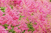False Spirea ‘Show Star', Astilbe arendsii ‘Show Star', flowers