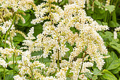 False Spirea ‘White Queen', Astilbe arendsii ‘White Queen', flowers