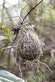Ancien nid de Mésange rémiz (Remiz pendulinus), dans un jardin, Tarn et Garonne, France