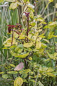 Rose severely affected by a virus disease (Rose mosaic virus complex, also called RMVc), in a garden, France.