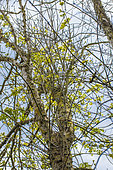Twig of a hundred-year-old common ash attacked by chalarosis in Normandy, in spring: the tree emits new shoots and reiterates, France