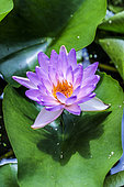 Water Lily Nymphaea 'Fay Mac Donald', hybrid and hardy variety, in June, Tarn et Garonne, France
