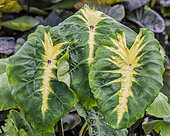 Colocasia 'Hot Lava', Colocasia esculenta 'Hot Lava', ornamental variety of colocasia with variegated leaves