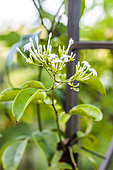 Asiatic jasmine (Jasminum lanceolaria) flowers, France