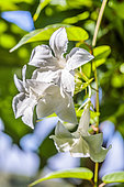 Chilean jasmine (Mandevilla laxa or Mandevilla suaveolens), flowers