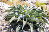 Mangave 'Falling Waters', hybrid of Agave and Manfreda, rosette, Ariège, France