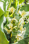 Ginger lily (Hedychium maximum) flower cone, rhizomatous semi-hardy species.
