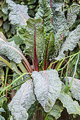 Chard plant severely affected by powdery mildew, late summer, Loir-et-Cher, France