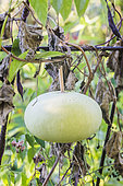 Fruit de calebasse plate de Corse, courge non comestible mais jadis utilisée comme gourde.
