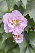 Rose des confédérés, Hibiscus mutabilis 'Futuna', fleurs