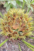 Hybrid Cycas (Cycas revoluta x Cycas debaoensis), female cone