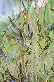 Common Osier (Salix viminalis) affected by willow black spot, caused by Marssonina salicigena.
