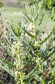 Uzara (Xysmalobium undulatum) flowers, South African medicinal plant.