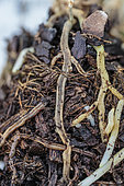 Necrotic roots of an orchid indicating that the substrate is ageing and repotting becomes imperative.