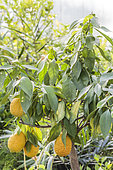Symptom of lack of water on a citrus fruit: hanging leaves, dull appearance.