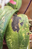 Leaf of Moth Orchid (Phalaenopsis sp) affected by mites and sunburned.