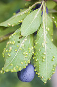 Prunier atteint par le phytopte du prunier, un acarien provoquant de petites cloques sur les feuilles du prunier.