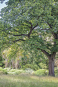English oak (Quercus robur) in a garden
